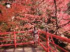 京都　紅葉 3