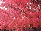 京都　紅葉 4